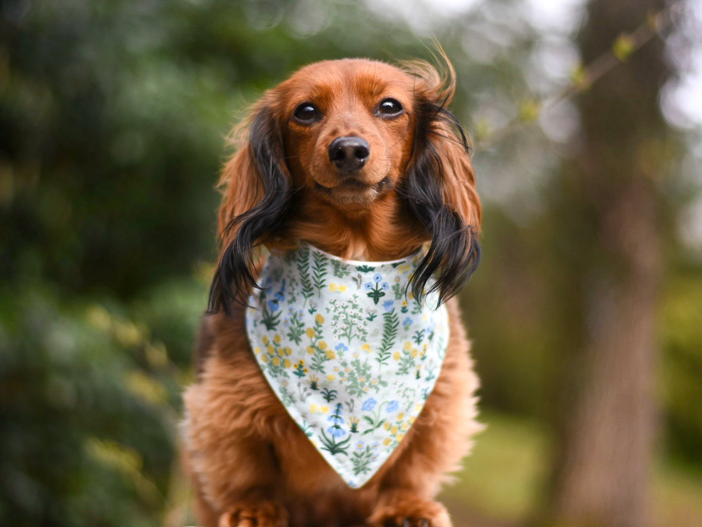 "Daddy's Girl" Dog Bandana
