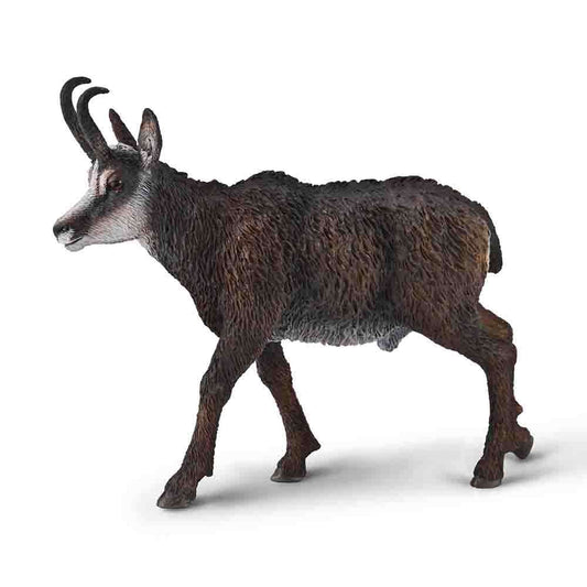 Chamois