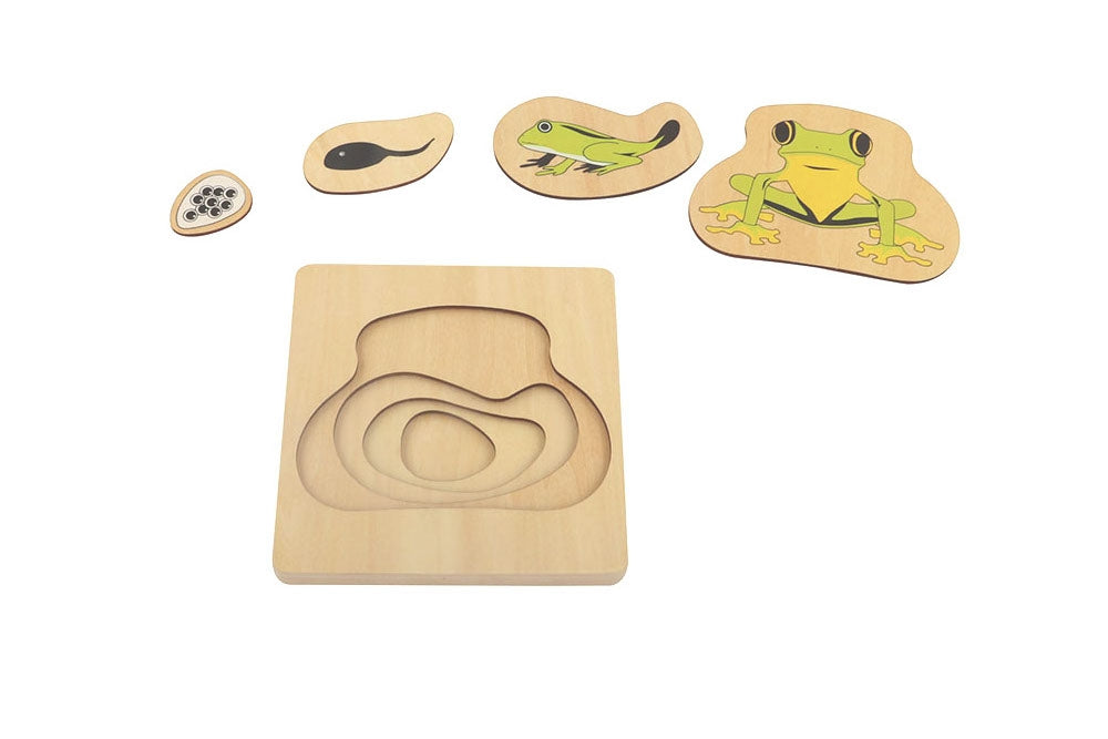 Puzzle of Frog Life Cycle