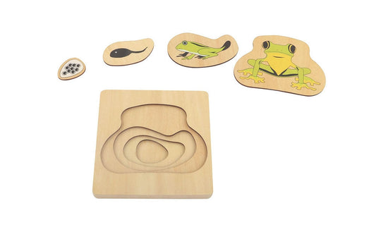 Puzzle of Frog Life Cycle