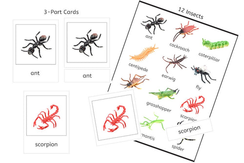 12 Insects 3-Part Cards (PDF)