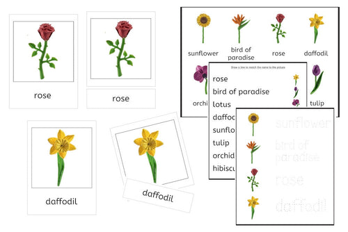 8 Flowers 3-Part Cards and Worksheets (PDF)