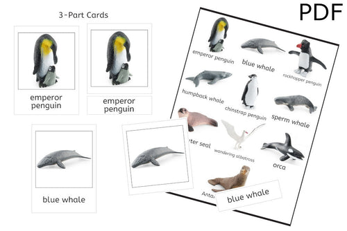 Antarctic Set 3-Part Cards (PDF)