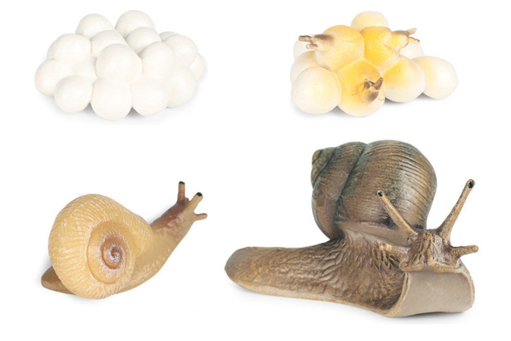 Models of Snail Life Cycle