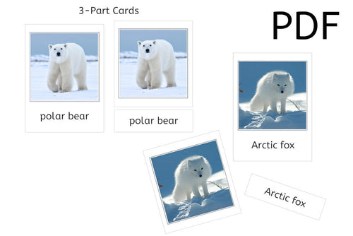 Tundra Animals 3-Part Cards (PDF)