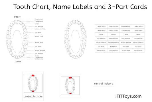 Tooth Chart, Name Labels and 3-Part Cards (PDF)