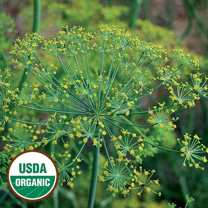Herb Seeds