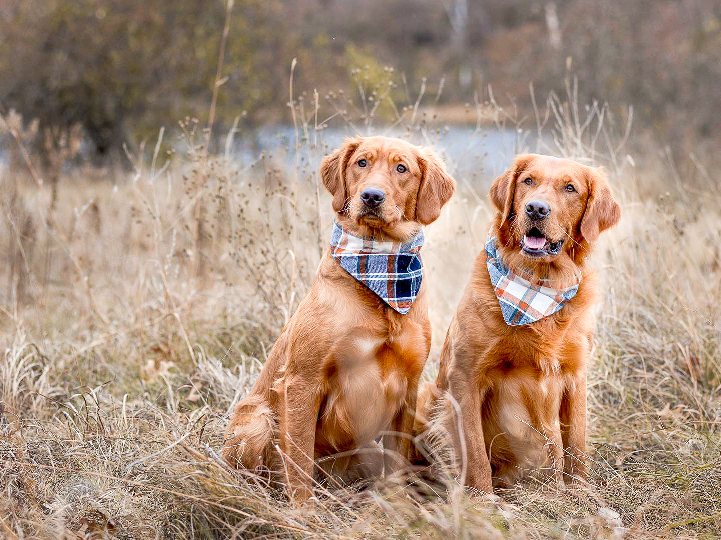 "Daddy's Girl" Dog Bandana